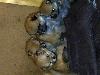 Foto 4: POMERANIAN TOY POM BABAS
